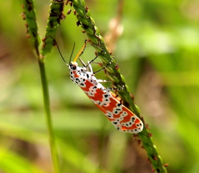 [Top side view of this long orange and white moth. There are black spots in the white sections on its wings. It has black legs with thin white stripes and solid black antennas and eyes. Its yellow-orange tongue is entended and touching the green stalk on which it is vertically perched.]